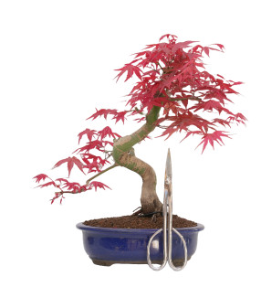 Acer palmatum deshojo 14429