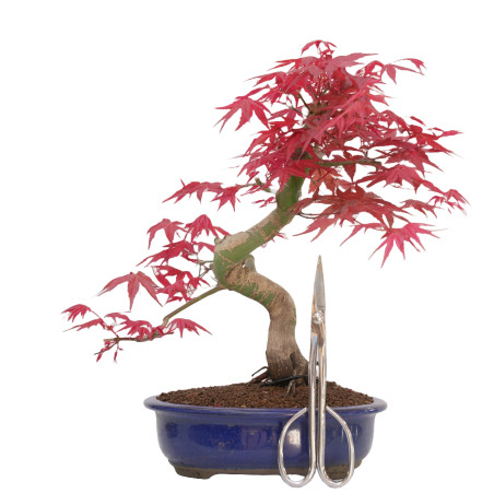 Acer palmatum deshojo 14429