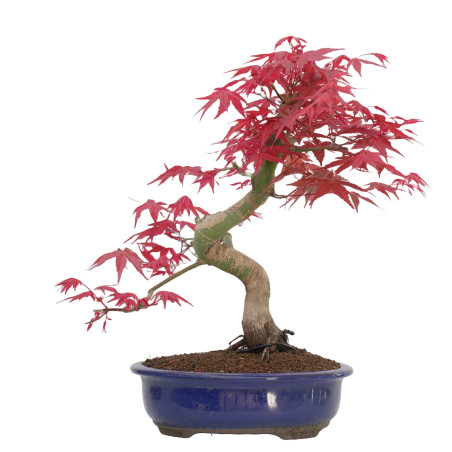 Acer palmatum deshojo 14429