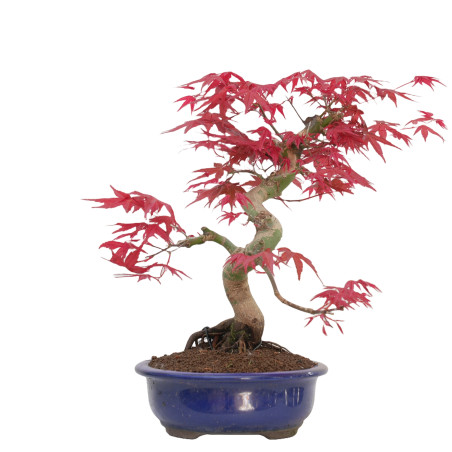 Acer palmatum deshojo 14429