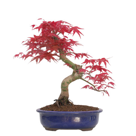 Acer palmatum deshojo 14429