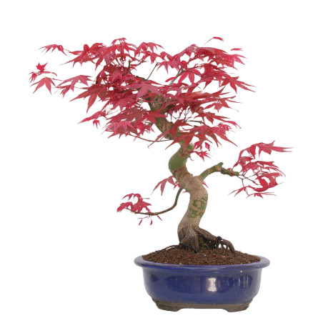 Acer palmatum deshojo 14429