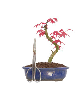 Acer palmatum var. deshojo