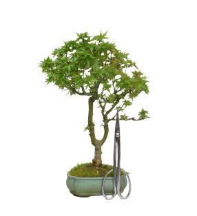 ACER PALMATUM KOTOHIME 15154