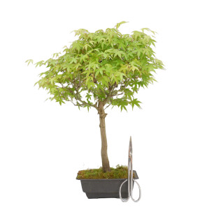 ACER PALMATUM KATSURA 15148