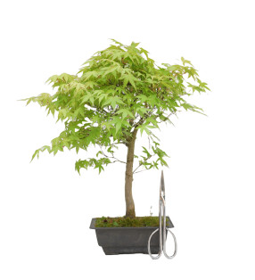 ACER PALMATUM KATSURA 15150