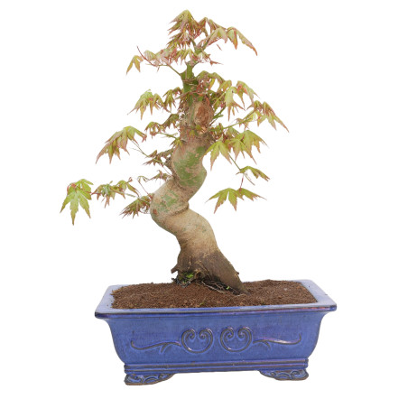 ACER PALMATUM YAMAMOMIJI 15179