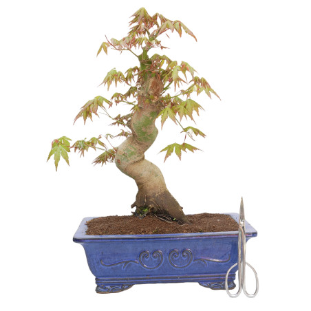 ACER PALMATUM YAMAMOMIJI 15179