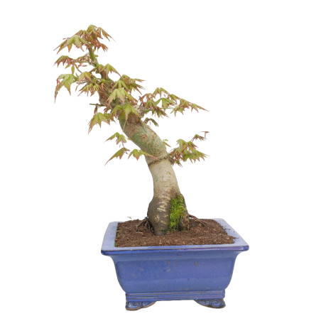 ACER PALMATUM YAMAMOMIJI 15179