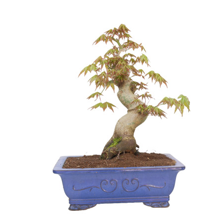 ACER PALMATUM YAMAMOMIJI 15179