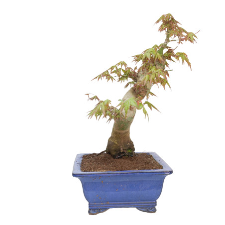 ACER PALMATUM YAMAMOMIJI 15179