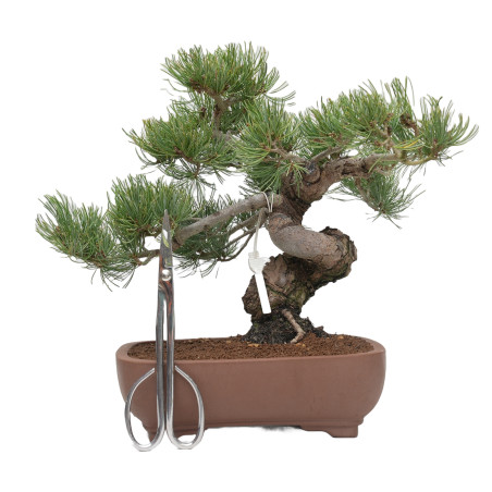 PINUS PENTAPHYLLA 15200
