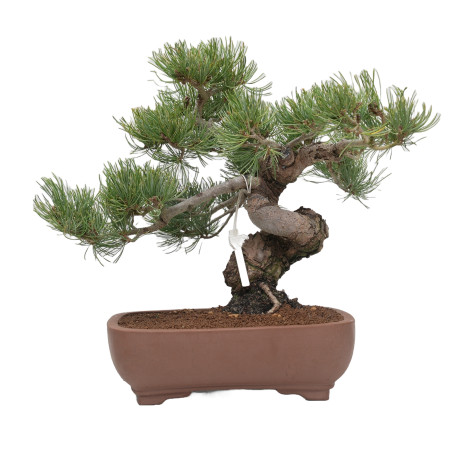 PINUS PENTAPHYLLA 15200