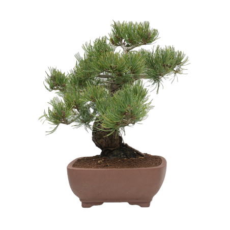 PINUS PENTAPHYLLA 15200