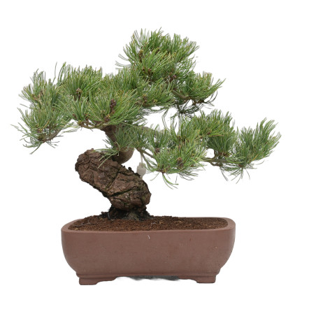 PINUS PENTAPHYLLA 15200