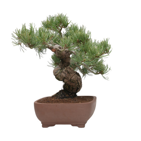 PINUS PENTAPHYLLA 15200