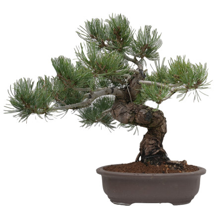 PINUS PENTAPHYLLA 15201