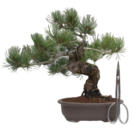 PINUS PENTAPHYLLA 15201