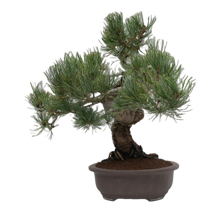 PINUS PENTAPHYLLA 15201