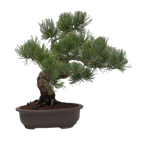 PINUS PENTAPHYLLA 15201