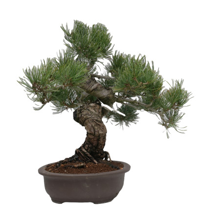 PINUS PENTAPHYLLA 15201