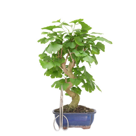 GINKGO BILOBA 15270