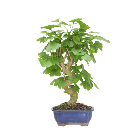 GINKGO BILOBA 15270