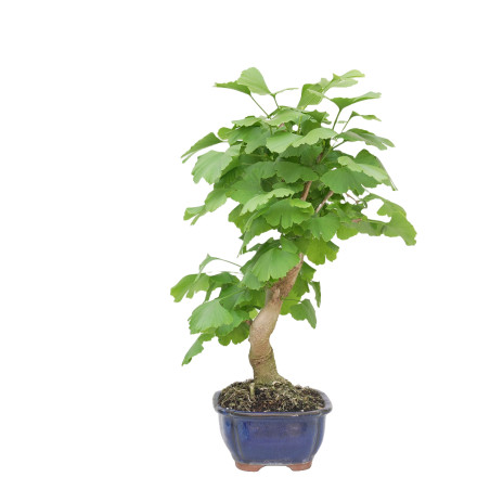 GINKGO BILOBA 15270