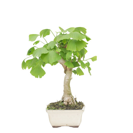 GINKGO BILOBA 15268