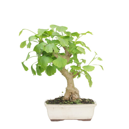 GINKGO BILOBA 15269