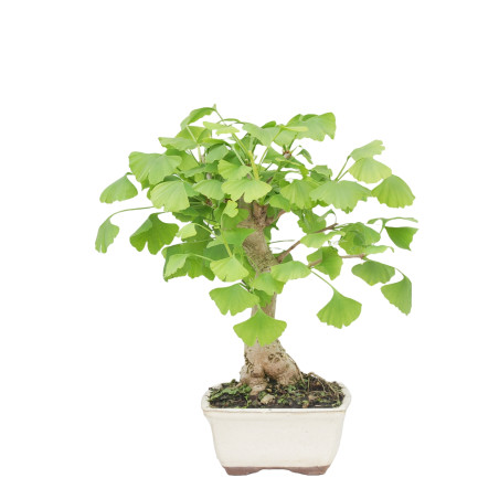 GINKGO BILOBA 15269