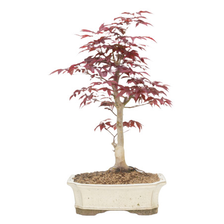 Acer palmatum var. Shojo-nomai