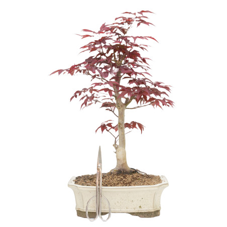 Acer palmatum var. Shojo-nomai
