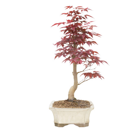 Acer palmatum var. Shojo-nomai