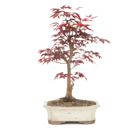Acer palmatum var. Shojo-nomai