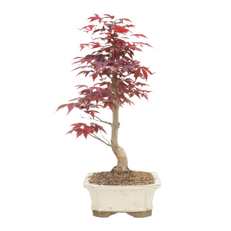 Acer palmatum var. Shojo-nomai