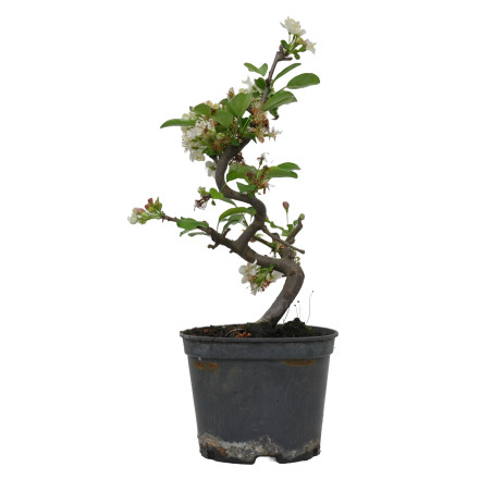 MALUS SARGENTII 15182