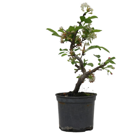 MALUS SARGENTII 15182