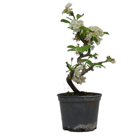 MALUS SARGENTII 15182