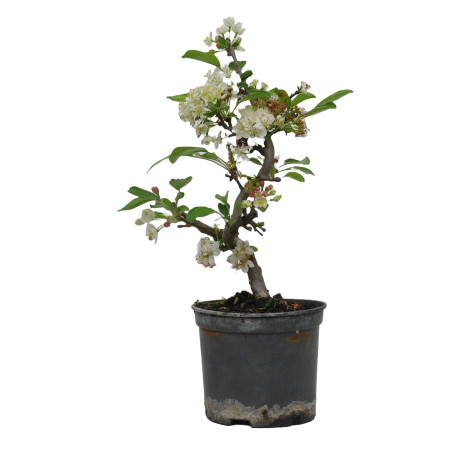 MALUS SARGENTII 15182