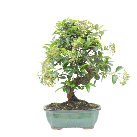 PYRACANTHA 15241
