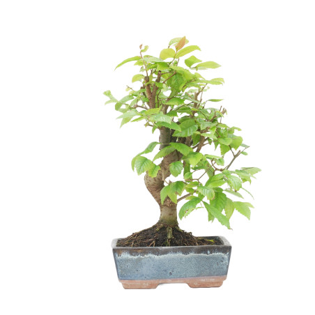 ZELKOVA SERRATA 15230