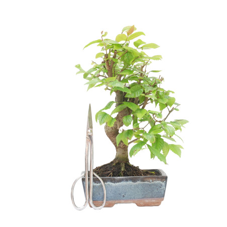 ZELKOVA SERRATA 15230