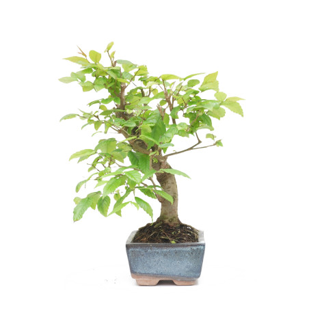 ZELKOVA SERRATA 15230