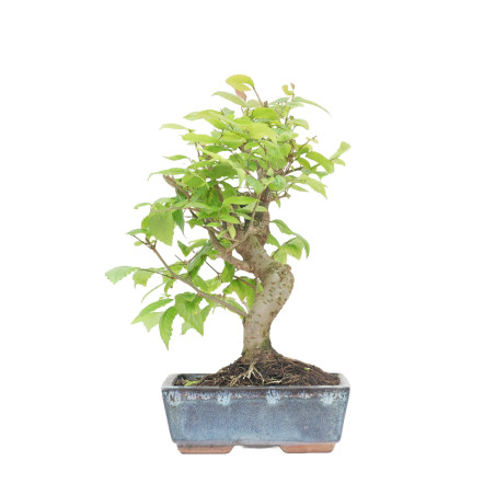 ZELKOVA SERRATA 15230