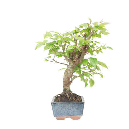 ZELKOVA SERRATA 15230