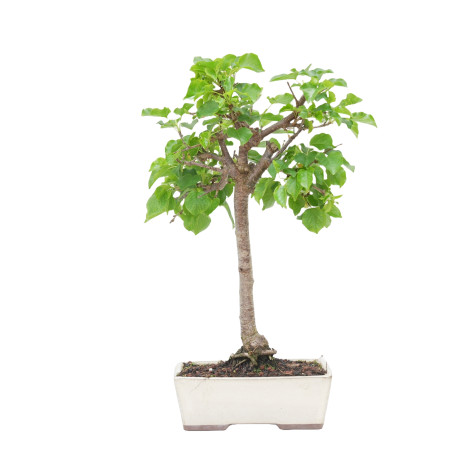 PRUNUS MAHALEB 15214