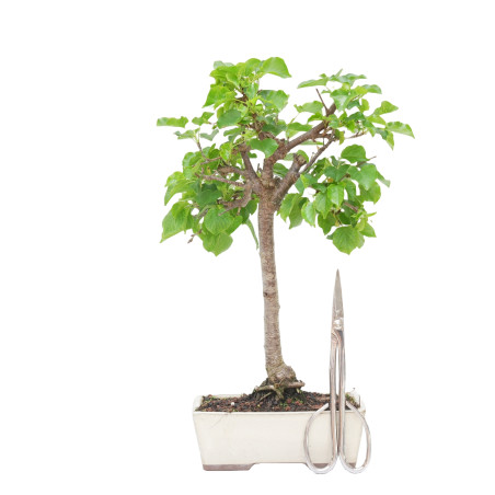 PRUNUS MAHALEB 15214