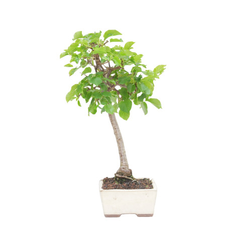 PRUNUS MAHALEB 15214