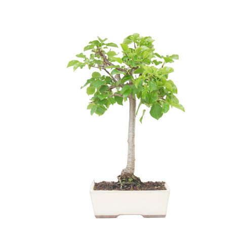 PRUNUS MAHALEB 15214